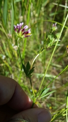 Trifolium variegatum