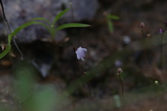 Utricularia minutissima
