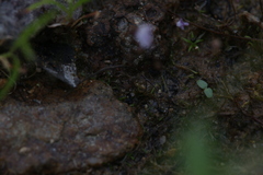 Utricularia minutissima