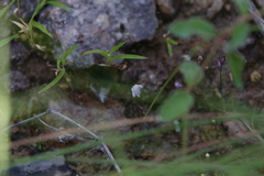 Utricularia minutissima