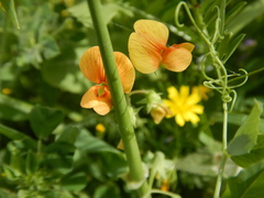 Lathyrus hierosolymitanus