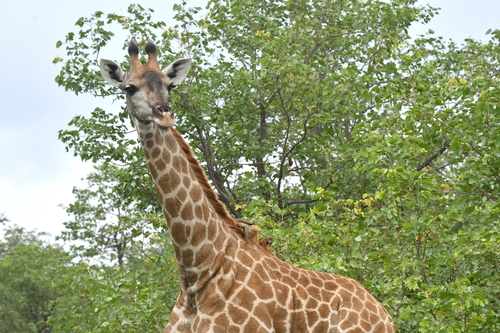 Southern Giraffe