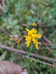 Genista tournefortii