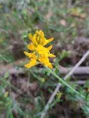 Genista tournefortii