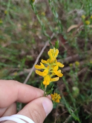 Genista tournefortii