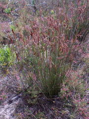 Thamnochortus pluristachyus