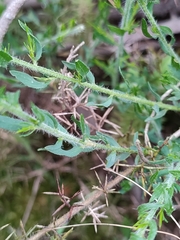 Genista tournefortii