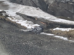 Columba livia domestica