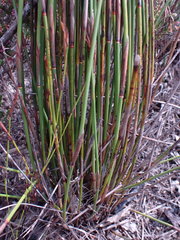 Thamnochortus pluristachyus