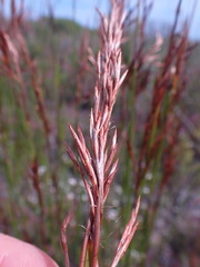 Thamnochortus pluristachyus