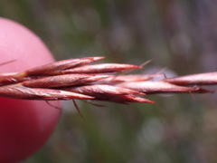 Thamnochortus pluristachyus