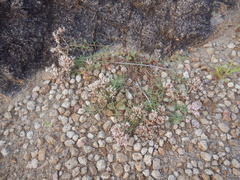 Polycarpaea spirostylis