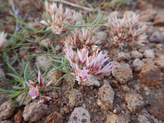 Polycarpaea spirostylis