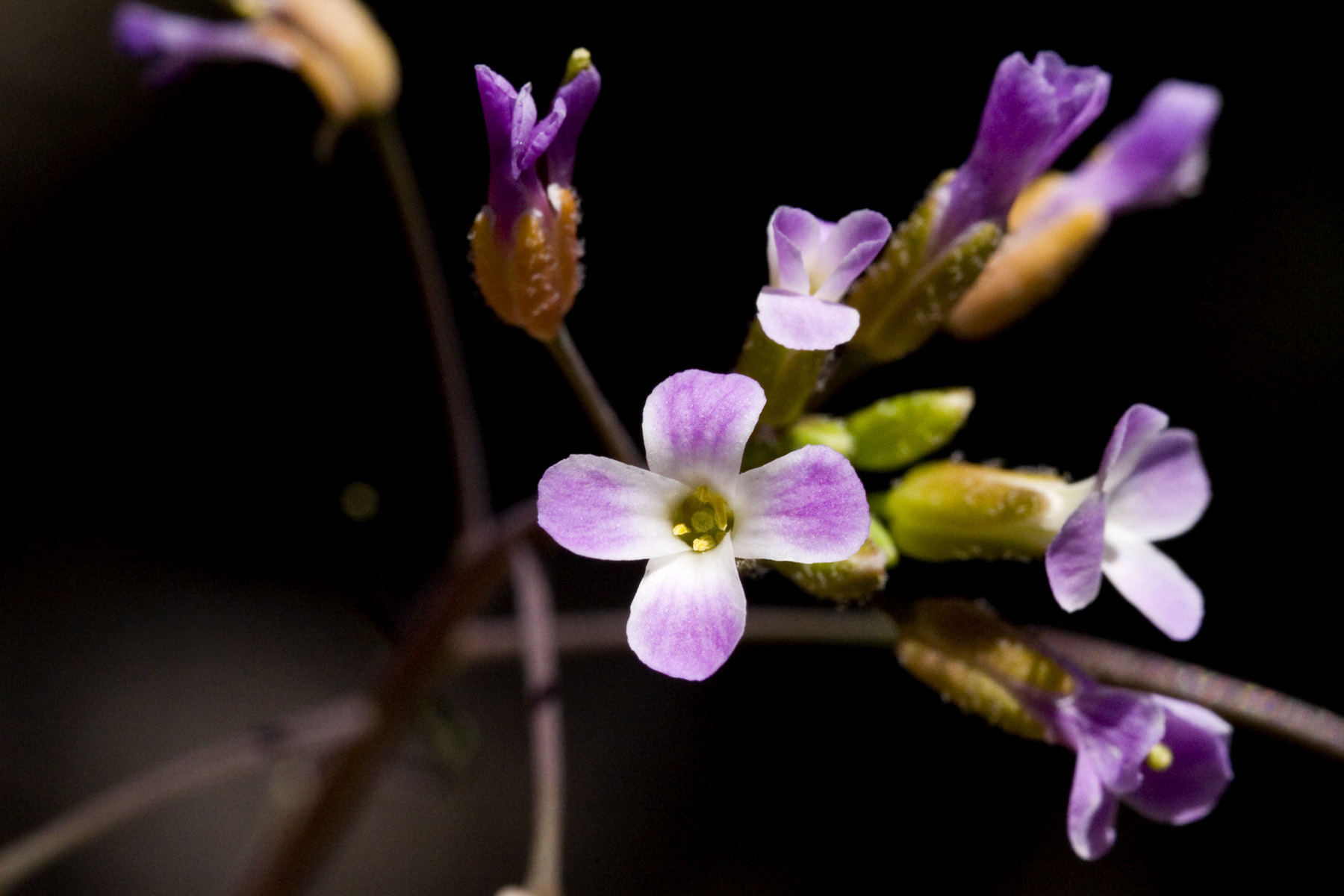 Boechera gracilenta