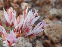 Polycarpaea spirostylis
