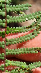 Gleichenia rupestris