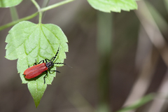 Lycocerus nigricollis