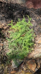 Gleichenia rupestris