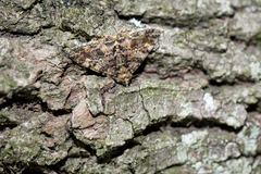 Alcis taiwanovariegata