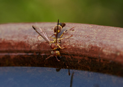 Ropalidia cyathiformis