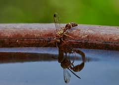 Ropalidia cyathiformis