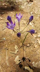 Triteleia