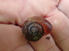 Cupedora bednalli