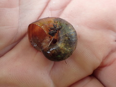 Cupedora bednalli