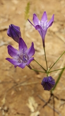 Triteleia