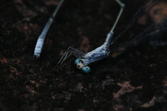 Labidiosticta vallisi