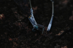 Labidiosticta vallisi