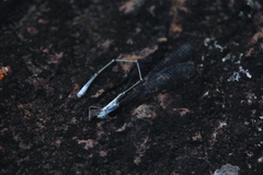 Labidiosticta vallisi