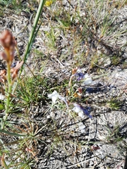Linaria nigricans