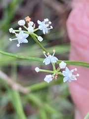 Platysace