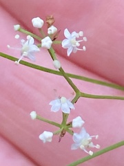 Platysace