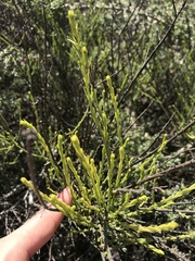 Salsola genistoides
