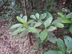 Atractocarpus sessilis