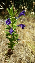 Scutellaria siphocampyloides