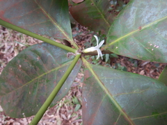 Atractocarpus sessilis