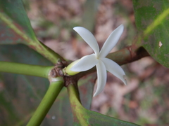 Atractocarpus sessilis