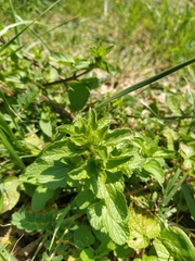 Stachys ocymastrum