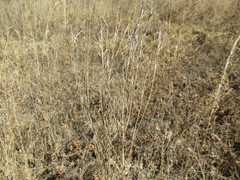 Erysimum hieraciifolium