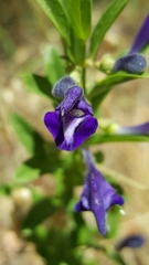 Scutellaria siphocampyloides