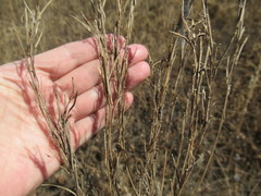 Erysimum hieraciifolium