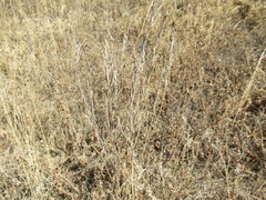 Erysimum hieraciifolium