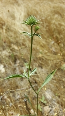 Eryngium aristulatum