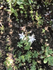 Lithophragma parviflorum