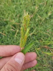Echinochloa jubata
