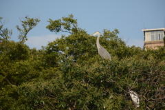 Ardea cinerea