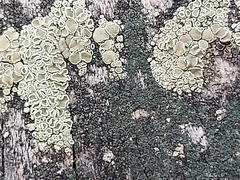 Lecanora varia